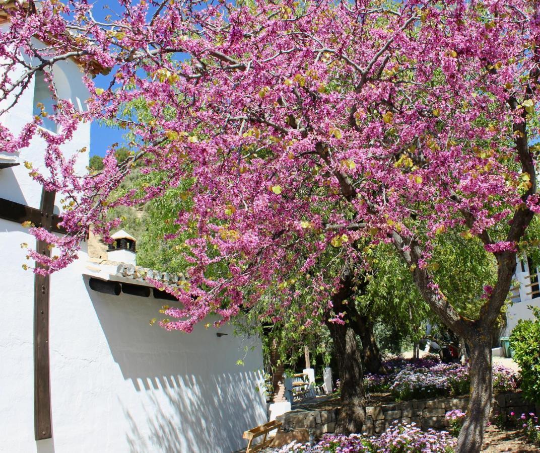 蒙特弗里奥 Cortijo La Fe旅馆 外观 照片